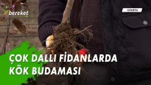 Çok Dallı Fidanlarda Kök Budaması Nasıl Yapılır?