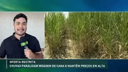 Rains delay sugarcane harvest and distribution in São Paulo
