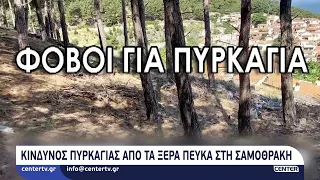 Κίνδυνος πυρκαγιάς από τα ξερά πεύκα στη Σαμοθράκη