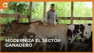 IPSA lanza aplicación móvil  para “Registros Pecuarios”