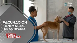 ¿Tiene idea como aprovechar los PROGRAMAS DE VACUNACIÓN CANINA Y FELINA en Bogotá?