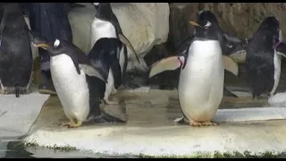 Kansas City Zoo works to keep animals and guests cool in excessive heat