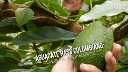 Colombian Hass Avocado: Keys to its Expansion - TvAgro by Juan Gonzalo Angel