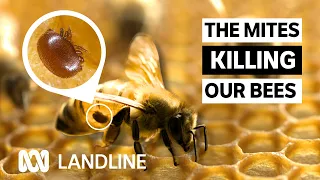 Up to 90% of wild bee colonies (QLD) lost to varroa mite, impacting Aussie food industry | Landline
