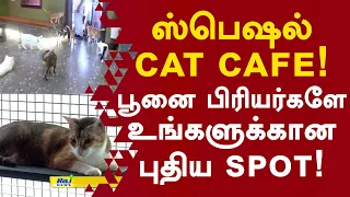 ஸ்பெஷல் Cat Cafe! பூனை பிரியர்களே உங்களுக்கான புதிய Spot! #catecafe #catlovers #pets