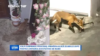 Vulpi surprinse prin oraș. Primăria alocă 20.000 lei AVPS pentru limitarea acestui risc de rabie