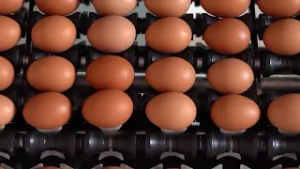 Preço dos ovos sobe, mas poder de compra do avicultor recua, aponta Cepea