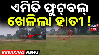ଏମିତି ଫୁଟ୍‌ବଲ୍‌ ଖେଳିଲା ହାତୀ | Elephant Plays Football in Mayurbhanj ! Rasgovindpur Forest |Odia News