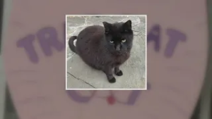 Search for two pit bulls who killed pet cat Uptown