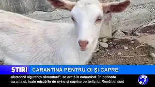 Quarantine for sheep and goats