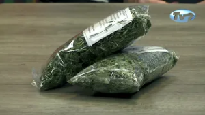 SVE MANJE POZNAVALACA LEKOVITOG BILJA KOD NAS