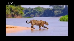 VINHETA INSTITUCIONAL DA TV PANTANAL MS: 12/10/25