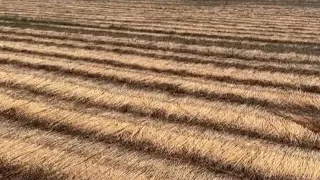 Flax forced to adapt to climate change