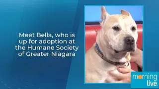 Meet Bella, who is up for adoption at the Humane Society of Greater Niagara