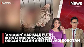Viral! 'Anggun' si Harimau Putih Mati, Dugaan Salah Anestesi Bikin Publik Geram! |iNews Sore (28/7)
