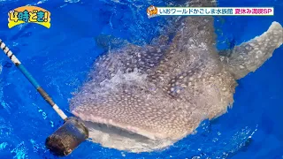 Showcasing the charm of the ocean! Let's go out! Summer information from the aquarium: "Ioworld K...