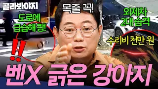 "목줄 어디 갔어💢" 외제차 2대 긁은 거 알고도 사라진 견주💢 억장 와르르 강아지 사고 | 한블리 (한문철의 블랙박스 리뷰) | JTBC 250813 방송 외