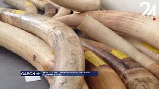 GABON IVORY TRAFFICKING: FOUR TUSKS AND ONE ELEPHANT TAIL SEIZED