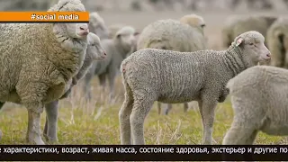 North Kazakhstan Region becomes the first in Kazakhstan to begin selecting foreign breeding stock