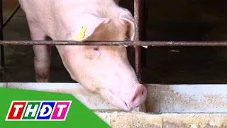 Live Hog Prices Plummet | THDT