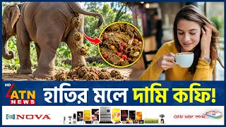 হাতির মল থেকে যেভাবে তৈরি হচ্ছে দামি কফি | Black Ivory Coffee | Elephant Dung Coffee | ATN News