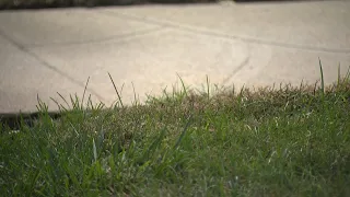Denver Water bans lawn watering starting Thursday, warns of hefty fines for violators