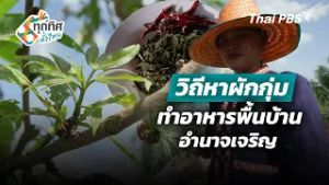 วิถีหาผักกุ่มทำอาหารพื้นบ้านอำนาจเจริญ | ทุกทิศทั่วไทย