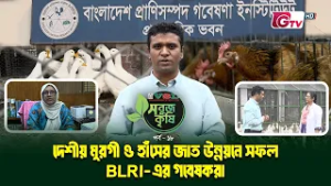 দেশি মুরগি ও হাঁসের জাত উন্নয়নে সফল BLRI-এর গবেষকরা | সবুজ কৃষি EP-18 | GTV
