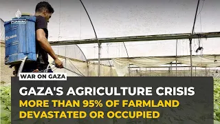 Gaza's farmland shrinks as war devastates agriculture and food production