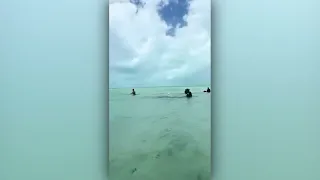 Video Shows Dangerous Harassment of Caye Caulker Croc