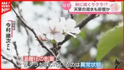 "Abnormal conditions": Unseasonal cherry blossoms bloom around Shiki Dam!? Could severe drought b...