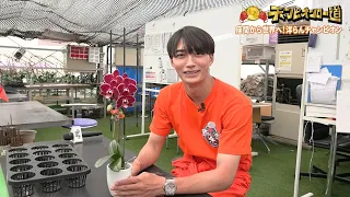 猫のひたいほどワイド #1771 大久保琉唯のチャンピオンロー道「座間から世界へ！洋らんチャンピオンに学ぶ！」（座間市）
