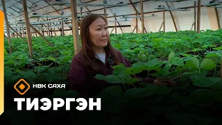 «Тиэргэн»: фермер Айталина Томская (13.08.26)