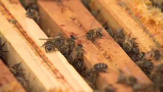 À Bruxelles, les abeilles aussi souffrent de la sécheresse