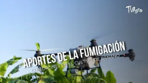 Aportes de la fumigación con drones en el cultivo de banano - TvAgro por Juan Gonzalo Angel