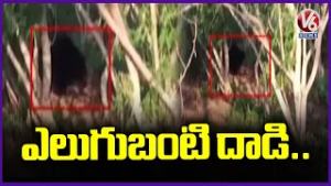 Bear Hulchul In Adilabad | V6 News