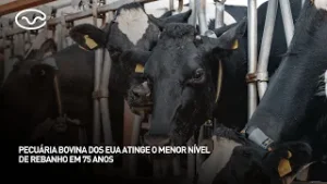Pecuária bovina dos EUA atinge o menor nível de rebanho em 75 anos