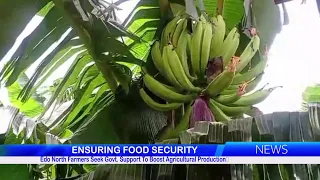 Edo North Farmers Seek Govt. Support To Boost Agricultural Production