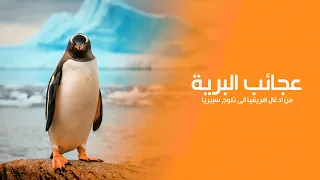 عجائب البرية: من أدغال أفريقيا إلى ثلوج سيبيريا" رحلة في رئتي الكوكب | كويست عربية