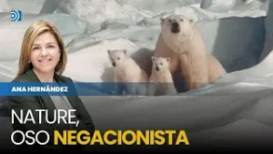 Osos polares negacionistas: ciencia, datos y el mito de su extinción