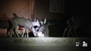 Baltimore City to launch deer management program in city parks