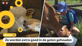 Animals in France are suffering from the drought