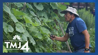 Community garden grows the staples for Hmong meals