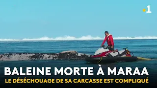 Efforts to remove the whale from the Papara lagoon: a complicated mission