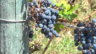 Nevrijeme nanijelo štetu vinariji ’’Fazan’’: Manje grozdova – manje vina (Zemlja izvor života) TV K3