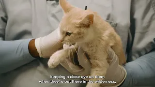 Pet Tips | Rabies Vaccinations