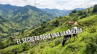 The Secret to Profitable Cattle Farming in Antioquia - TvAgro by Juan Gonzalo Angel
