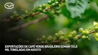 Brazilian green coffee exports total 153.8 thousand tons in August