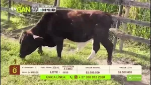 Tu vitrina ganadera- TvAgro por Juan Gonzalo Angel