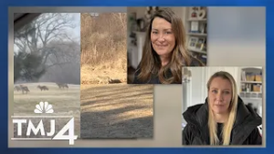 Neighbors in one Wisconsin city report daily coyote pack sightings in their backyards